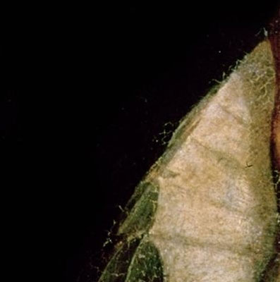 lado izquierdo central del cuadro del autorretrato de Cervantes con trozo de cuello de lechuguilla