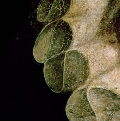 lado inferior izquierda del cuadro del autorretrato de Cervantes con cuello de lechuguilla