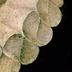 lado bajo derecha del cuadro del autorretrato de Cervantes con parte del cuello de lechuguilla